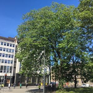 Tree at the corner of St Andrew's Square, Edinburgh